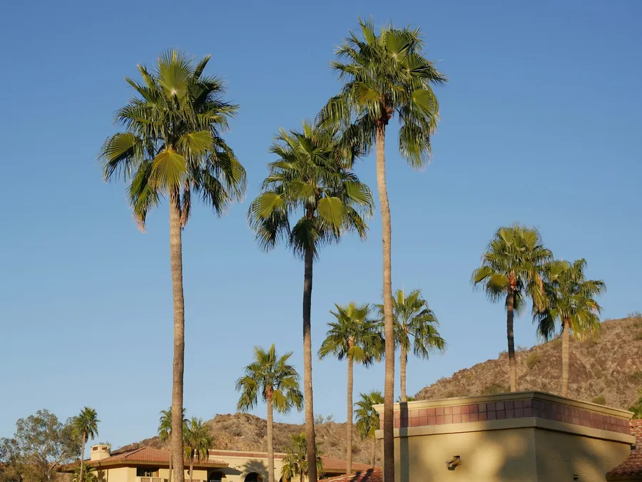 Palm trees and a tan stucco commercial building with a flat roof under a clear blue Phoenix sky, desert hills behind